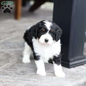 Milo, Cavapoo Puppy